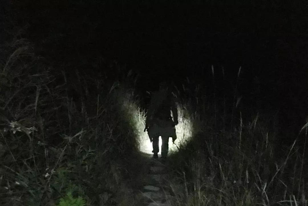 山形山神vs黃蜂，一场山风与毒刺的碰撞，谁才是真正的自然主宰？